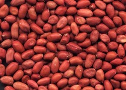 Ground Nuts / Peanuts