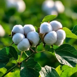 COTTON---RAW
