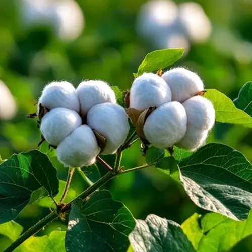 COTTON---RAW