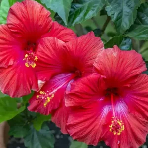 HIBISCUS