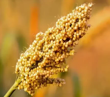 SORGHUM-(JOWAR)