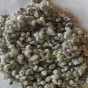 cotton-seed-meal